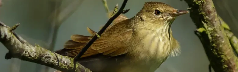 Locustelle fluviatile. Assis sur une branche. Dessus brun olive uniforme et dessous légèrement plus clair.