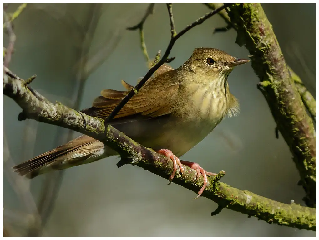 Locustelle fluviatile. Assis sur une branche. Dessus brun olive uniforme et dessous légèrement plus clair.