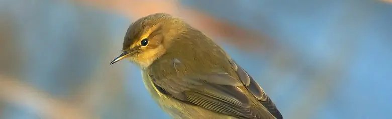 Pouillot véloce. Assis sur une branche et regardant vers le bas. Le plumage est gris-vert sur le dessus et gris-blanc sur le dessous.
