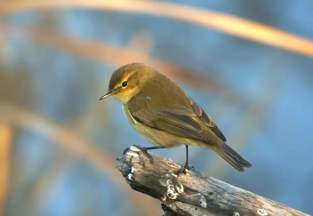 Pouillot véloce. Assis sur une branche et regardant vers le bas. Le plumage est gris-vert sur le dessus et gris-blanc sur le dessous.