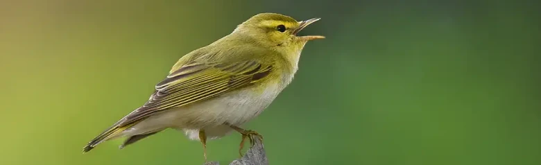 Pouillot siffleur. Chantant sur une branche desséchée. Face et poitrine jaune pâle et dessous blanc pur ; le dessus est vert comme de la mousse.