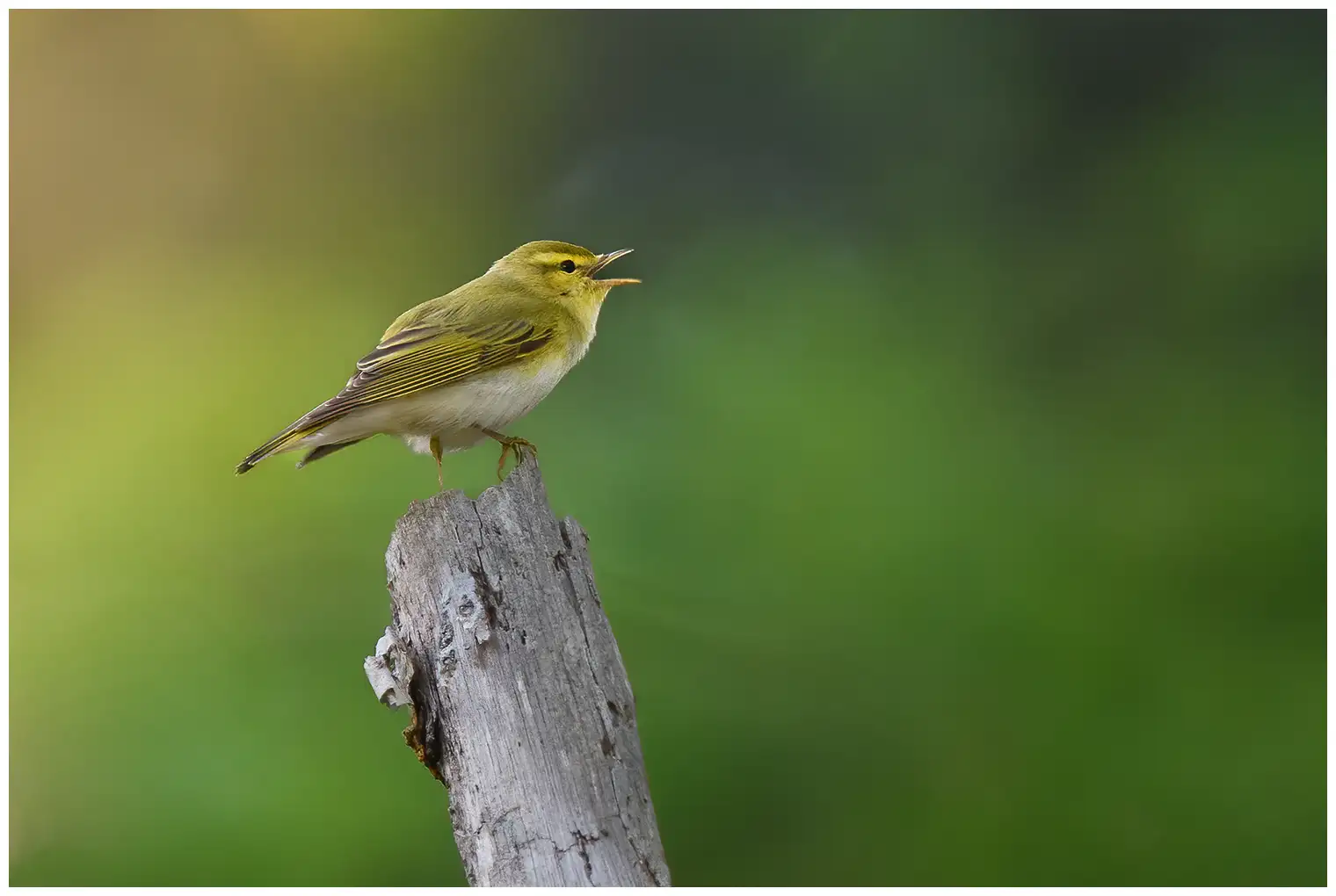Pouillot siffleur. Chantant sur une branche desséchée. Face et poitrine jaune pâle et dessous blanc pur ; le dessus est vert comme de la mousse.