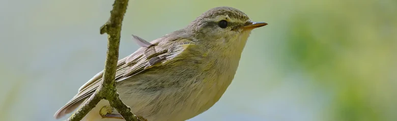 Pouillot fitis. (Phylloscopus trochilus) Assis sur une branche. Ses pattes s'agrippent à une fine brindille.
