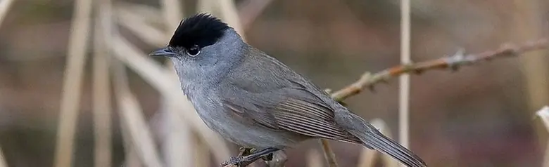 Fauvette à tête noire. Vue de profil sur fond brunâtre. Couleur unie dans les tons grisâtres à l'exception d'une calotte noire (mâle).