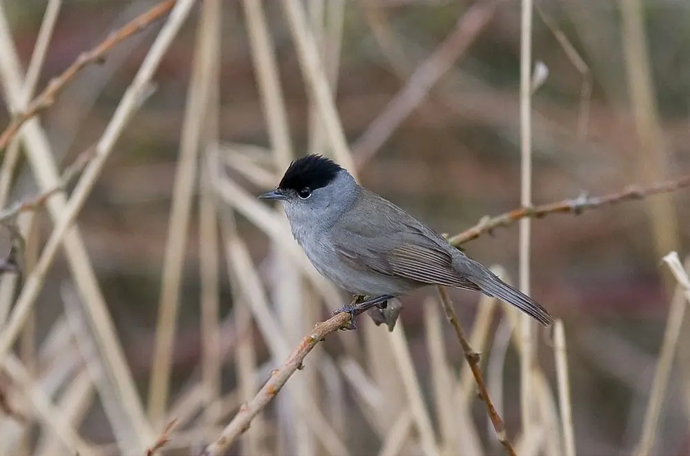 Fauvette à tête noire. Vue de profil sur fond brunâtre. Couleur unie dans les tons grisâtres à l'exception d'une calotte noire (mâle).