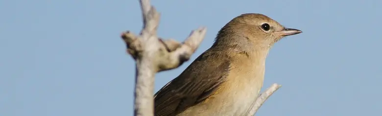 Fauvette des jardins. Plumage solide, gris-brun. Difficile à voir dans les buissons et les arbres.