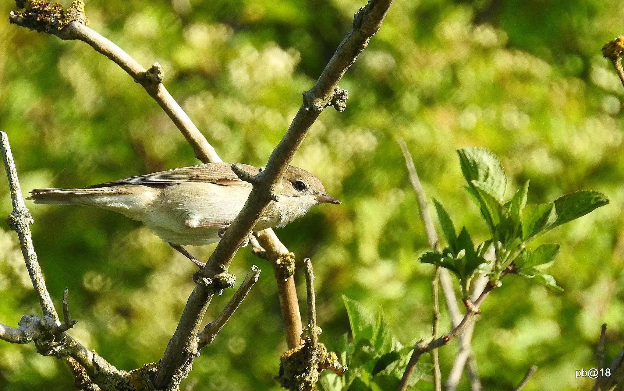 Fauvette des jardins