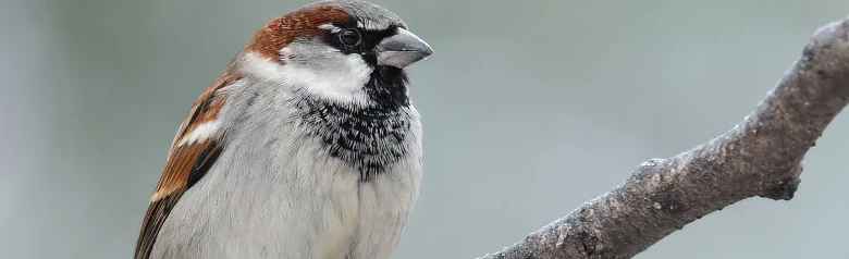 Moineau domestique. Ici, assis sur une branche avec un arrière-plan flou. Le mâle a une calotte grise, une bande sourcilière brune et une tache noire sur le menton.