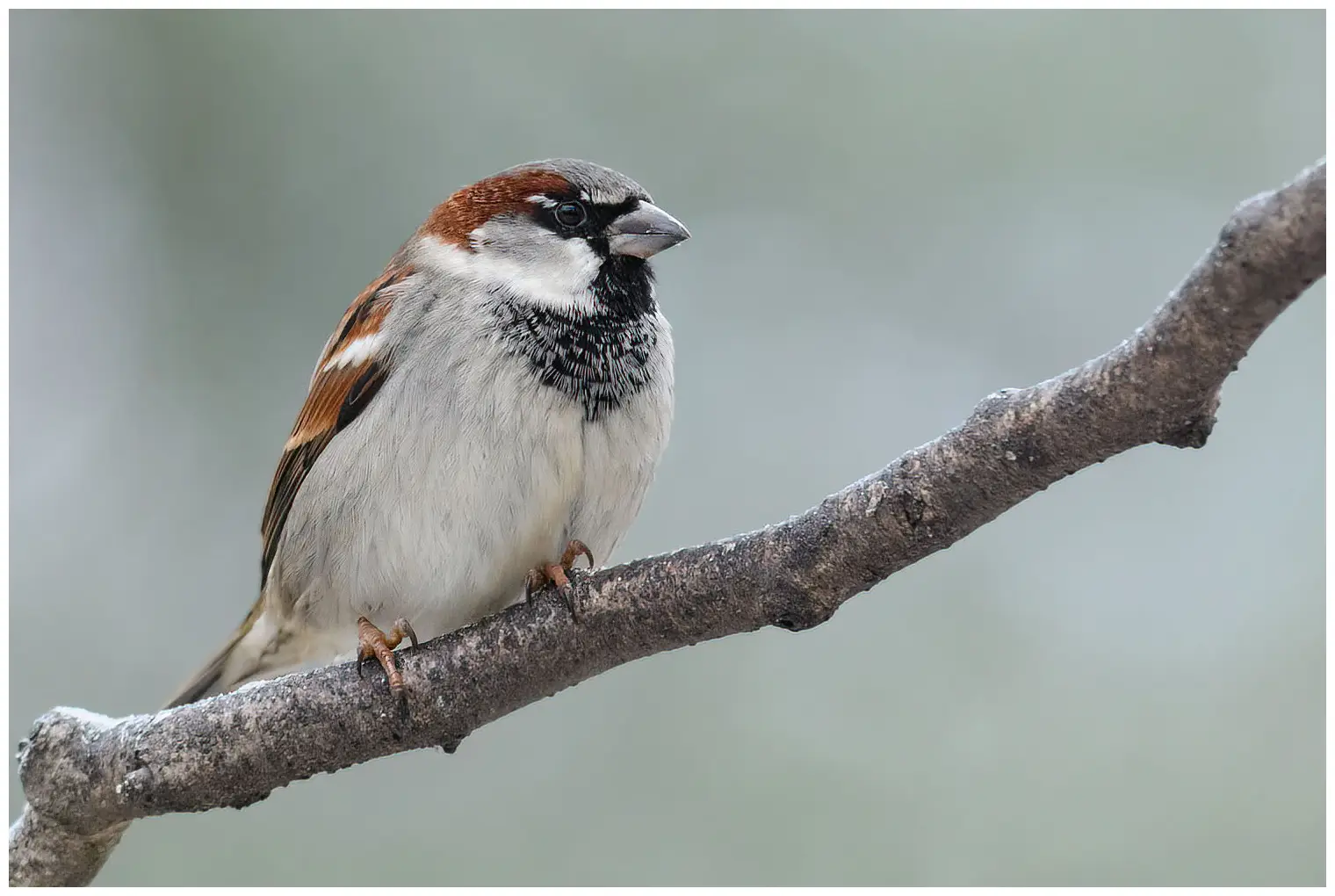 Moineau domestique. Ici, assis sur une branche avec un arrière-plan flou. Le mâle a une calotte grise, une bande sourcilière brune et une tache noire sur le menton.