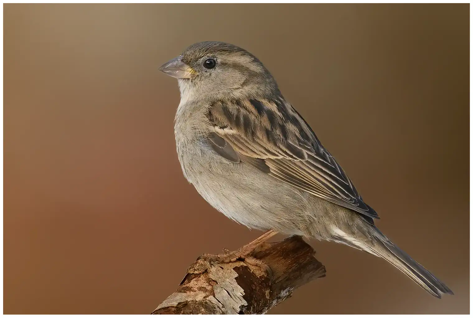 Moineau domestique