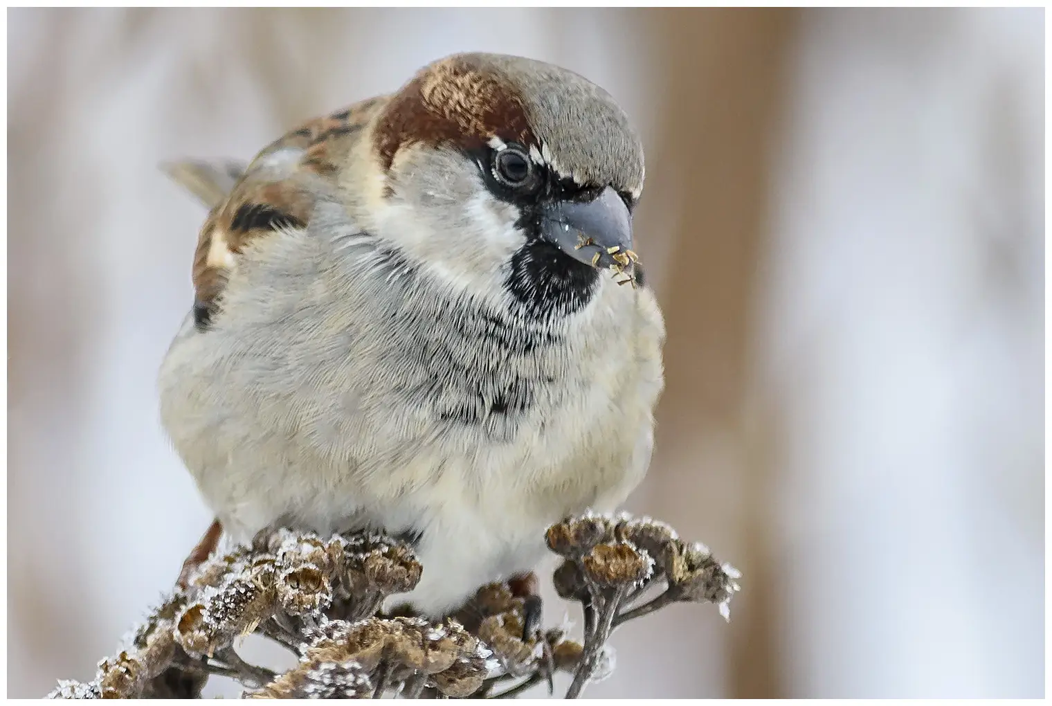 Moineau domestique