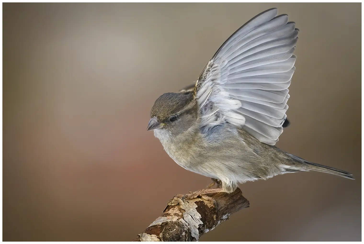Moineau domestique
