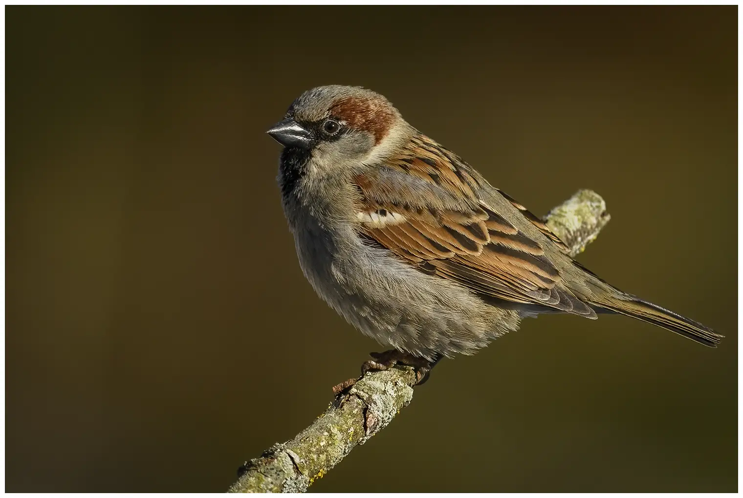 Moineau domestique