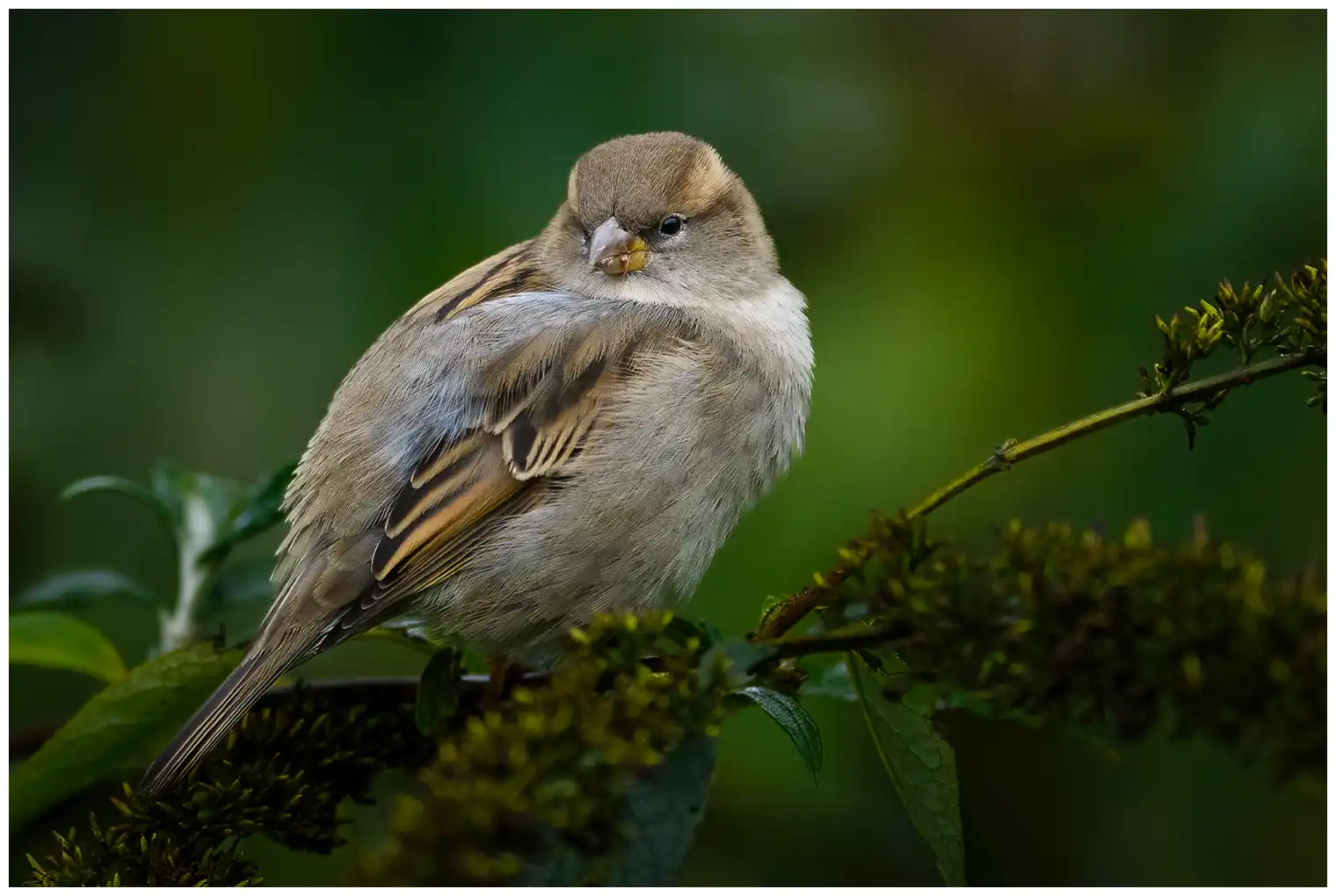 Moineau domestique