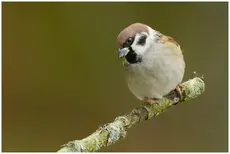 Moineau friquet