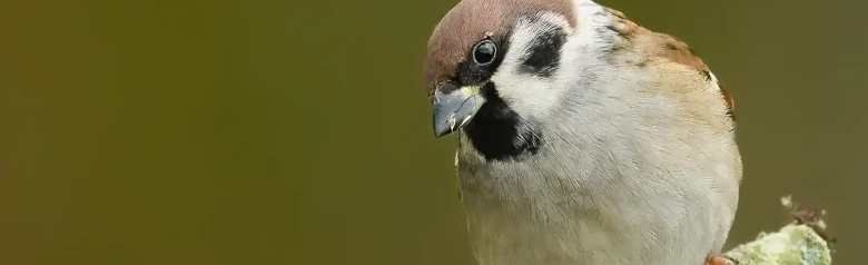 Moineau friquet. Ici assis sur une branche avec un arrière-plan flou. Tache noire sur la joue blanche et calotte brun chocolat.