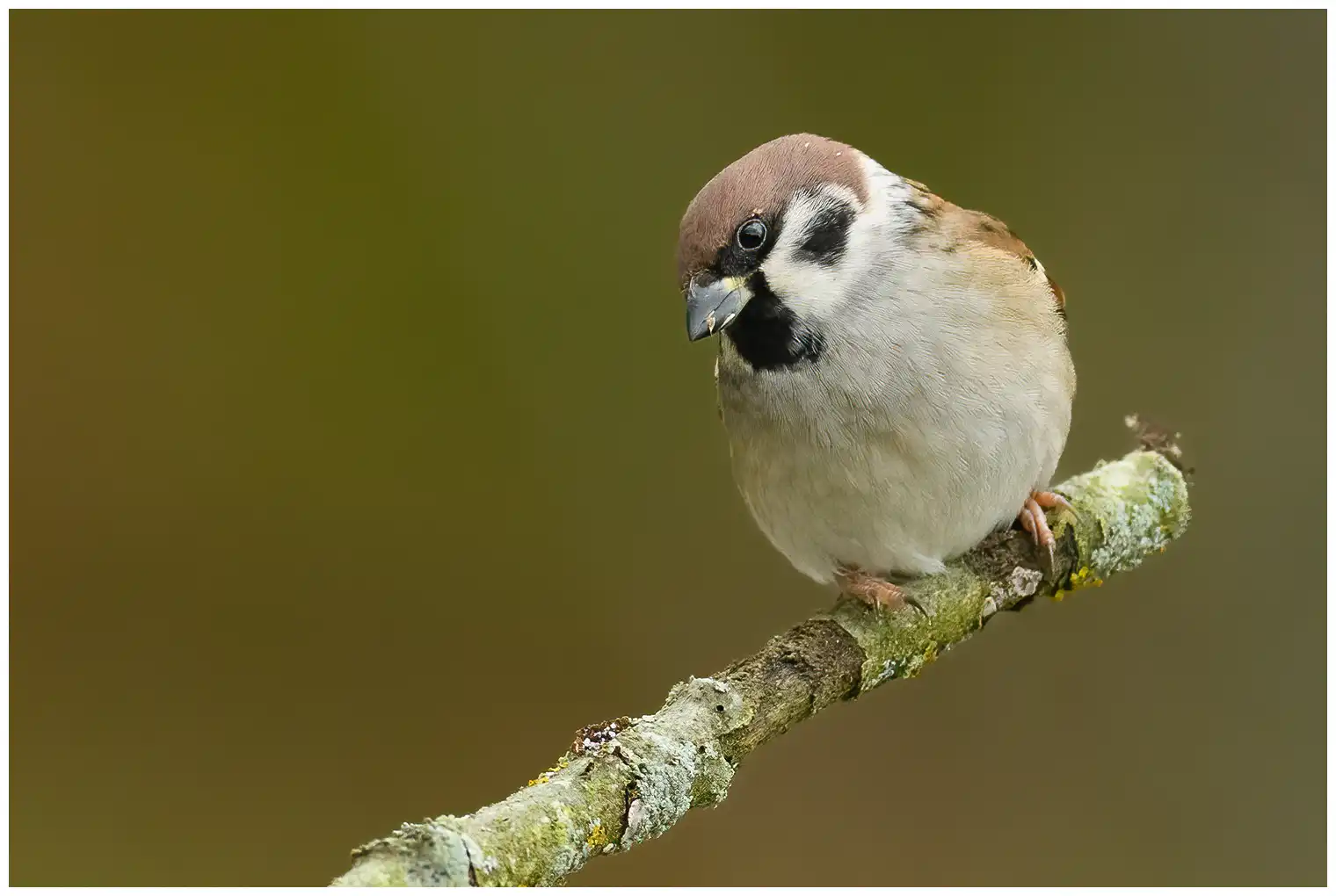 Moineau friquet. Ici assis sur une branche avec un arrière-plan flou. Tache noire sur la joue blanche et calotte brun chocolat.