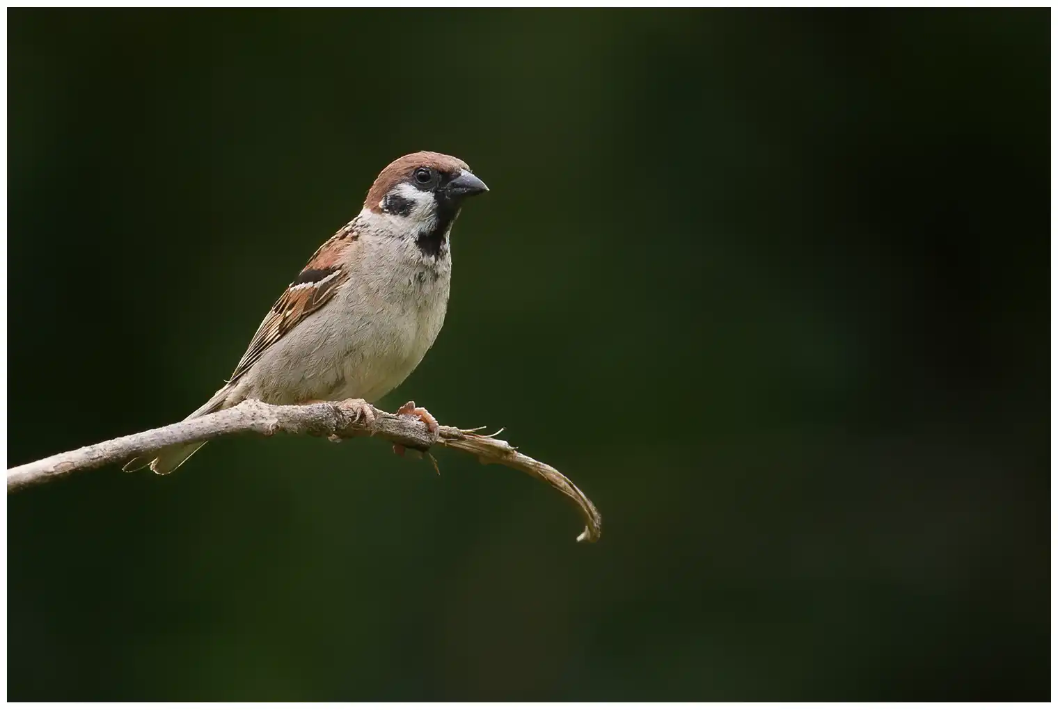 Moineau friquet