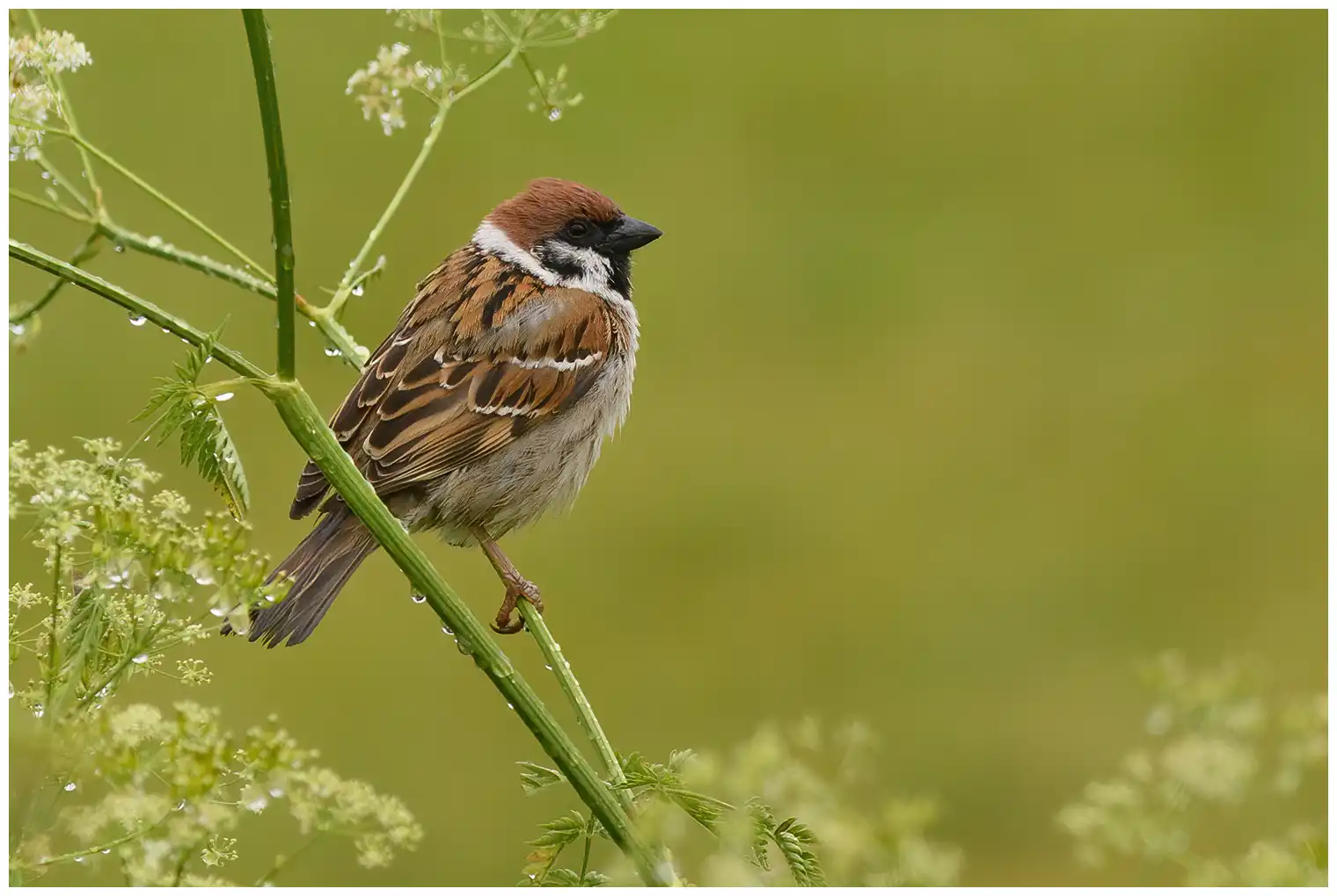 Moineau friquet