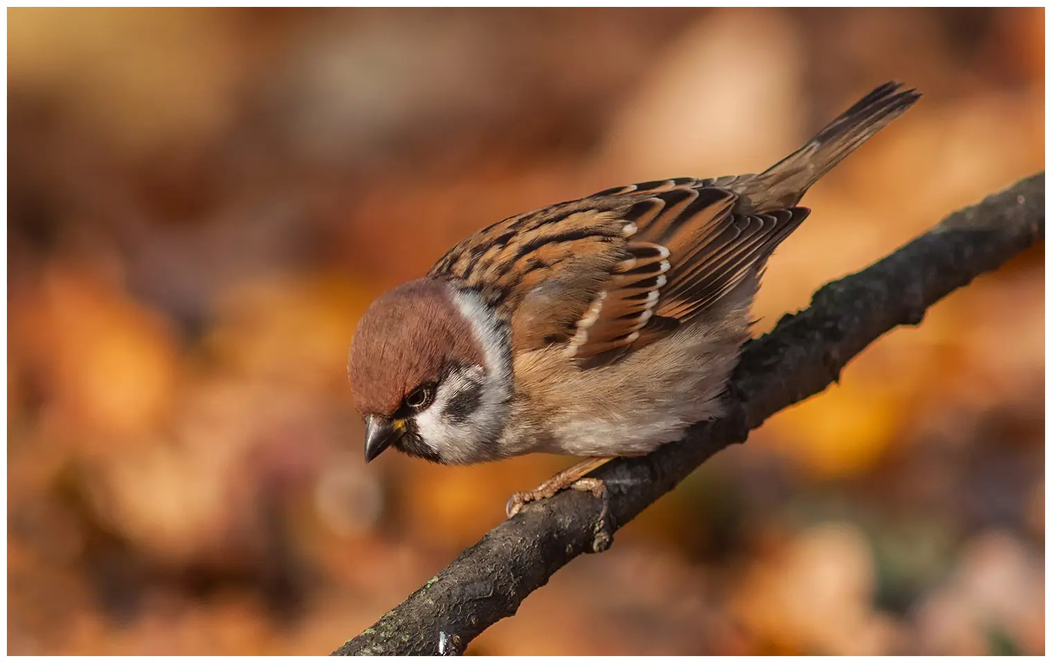 Moineau friquet