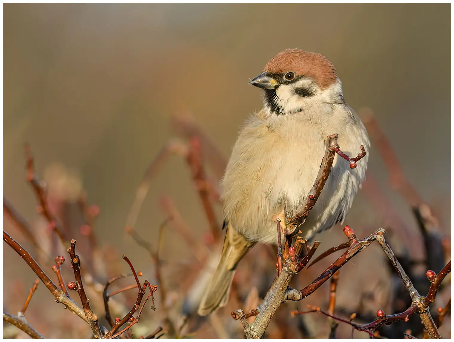 Moineau friquet