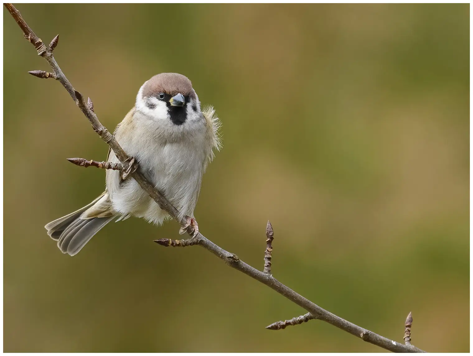 Moineau friquet
