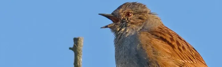 Accenteur mouchet. Ici chantant sur une branche. Ciel bleu. Le dessous et le pourtour de la tête sont gris fer, le dessus est tacheté de nuances de brun.