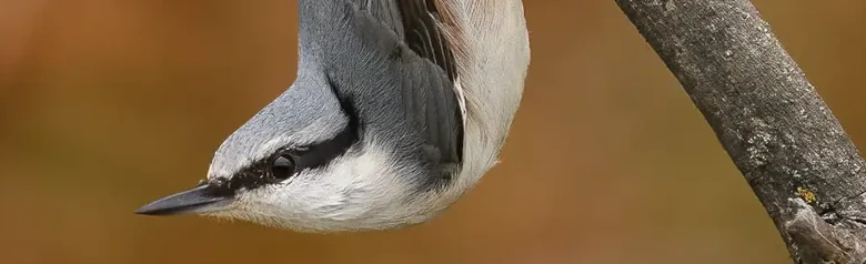 Sittelle torchepot. Il est ici assis à l'envers sur une branche, la tête tournée vers le bas. Le bec est fort, la queue courte et les yeux noirs.