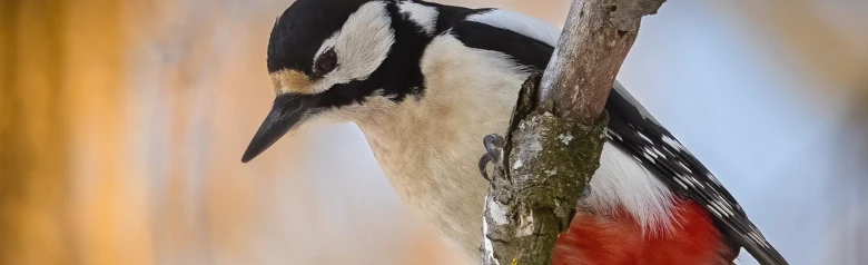 Pic épeiche. Assis sur une branche et regardant vers le bas. Le plumage est panaché de noir, de blanc et de rouge.