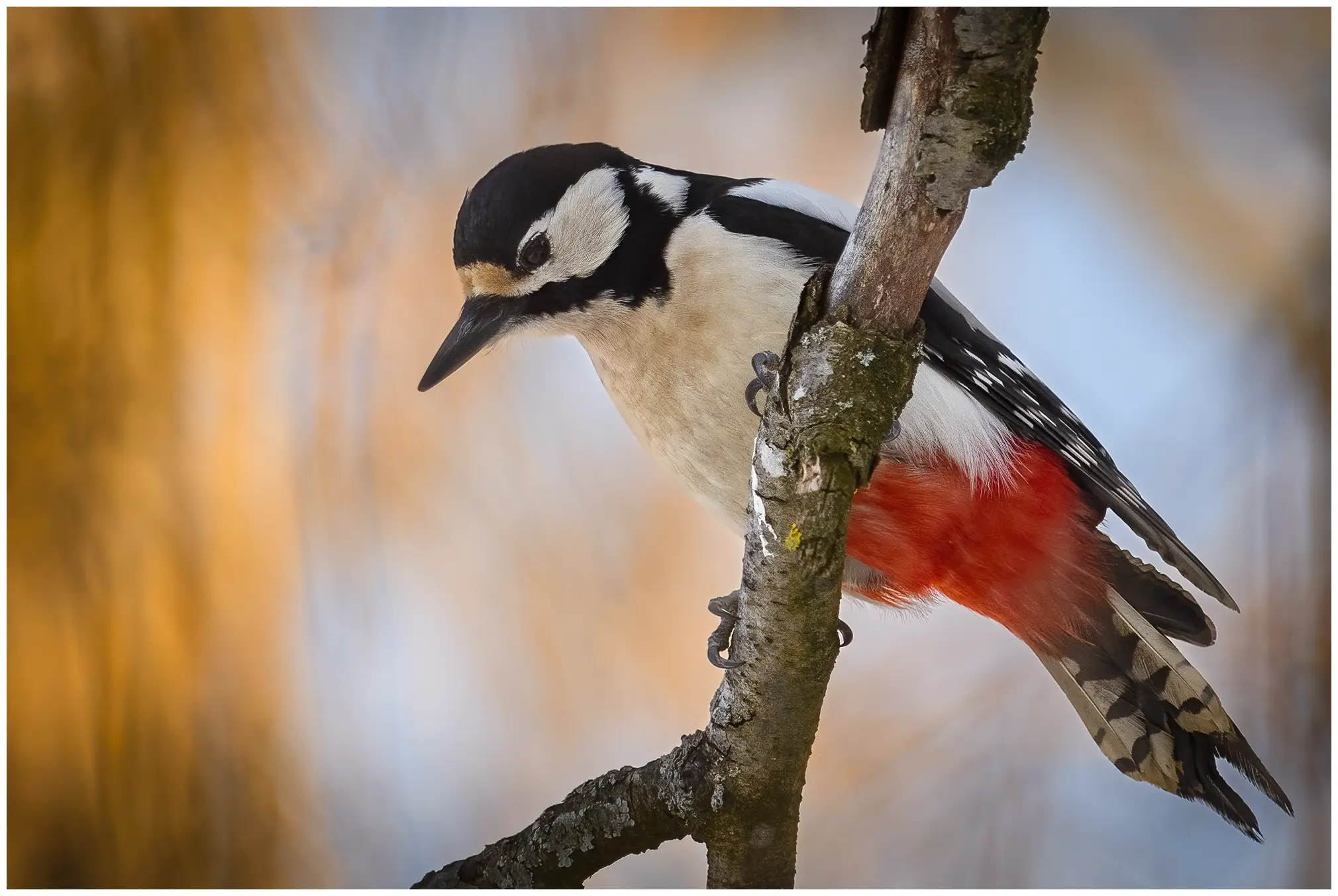 Pic épeiche. Assis sur une branche et regardant vers le bas. Le plumage est panaché de noir, de blanc et de rouge.