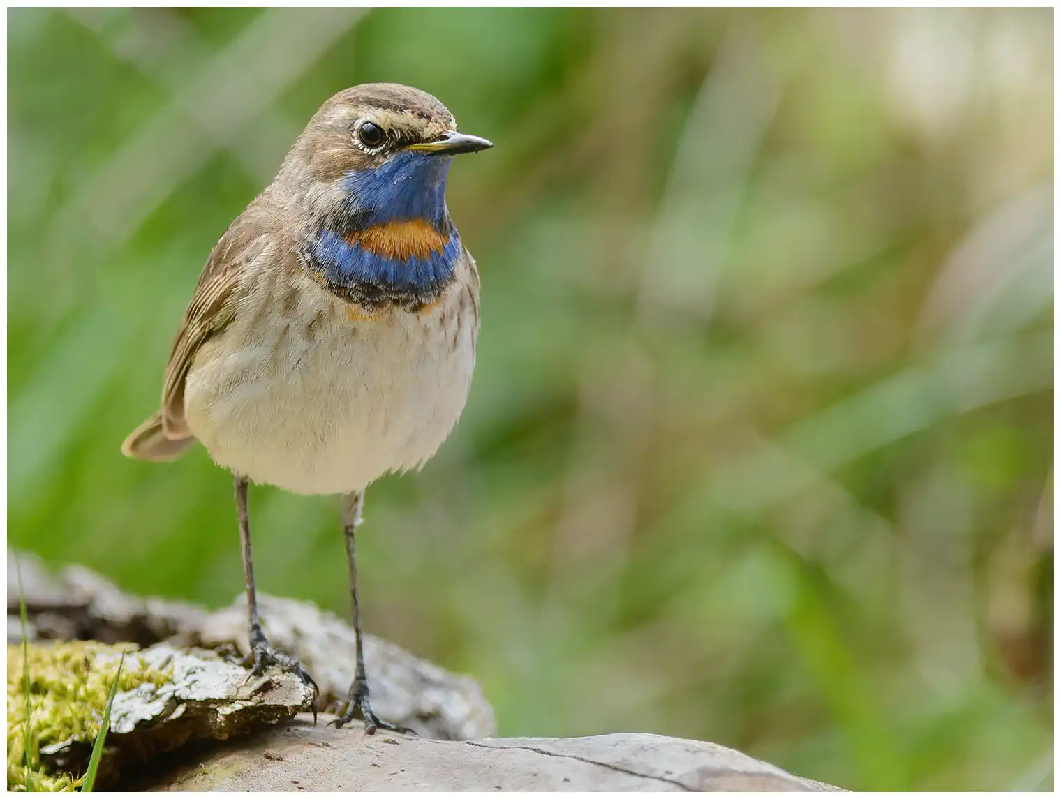 Gorgebleue