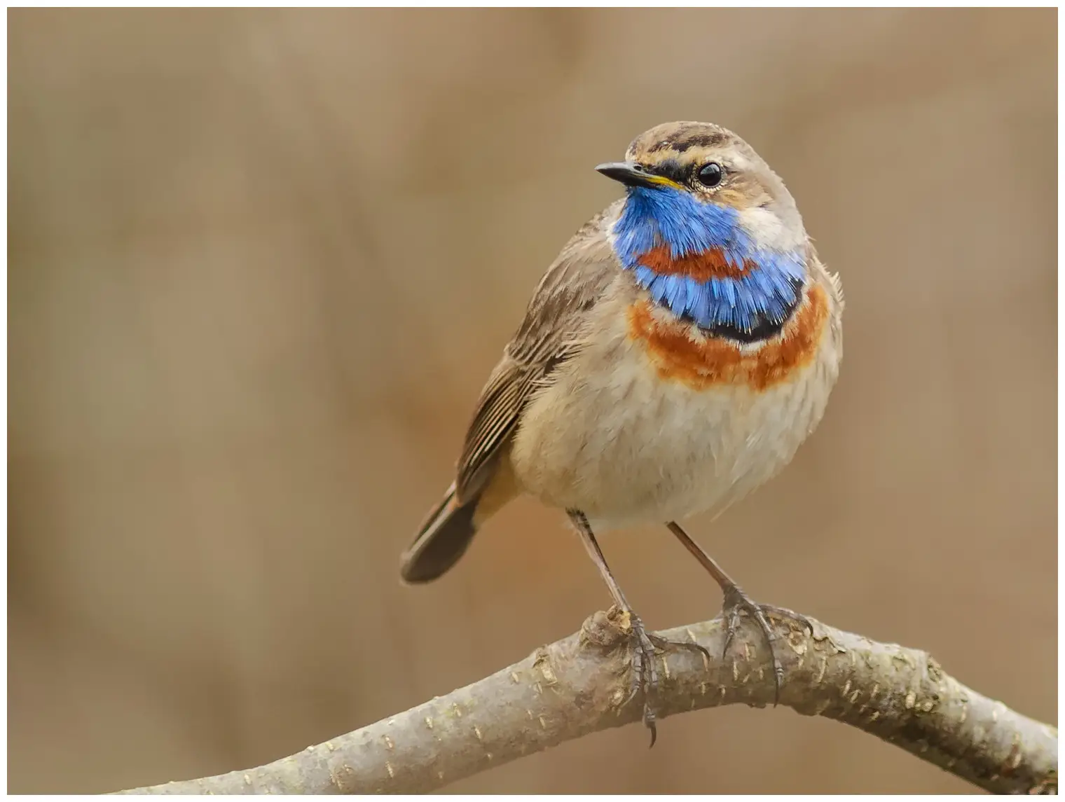Gorgebleue