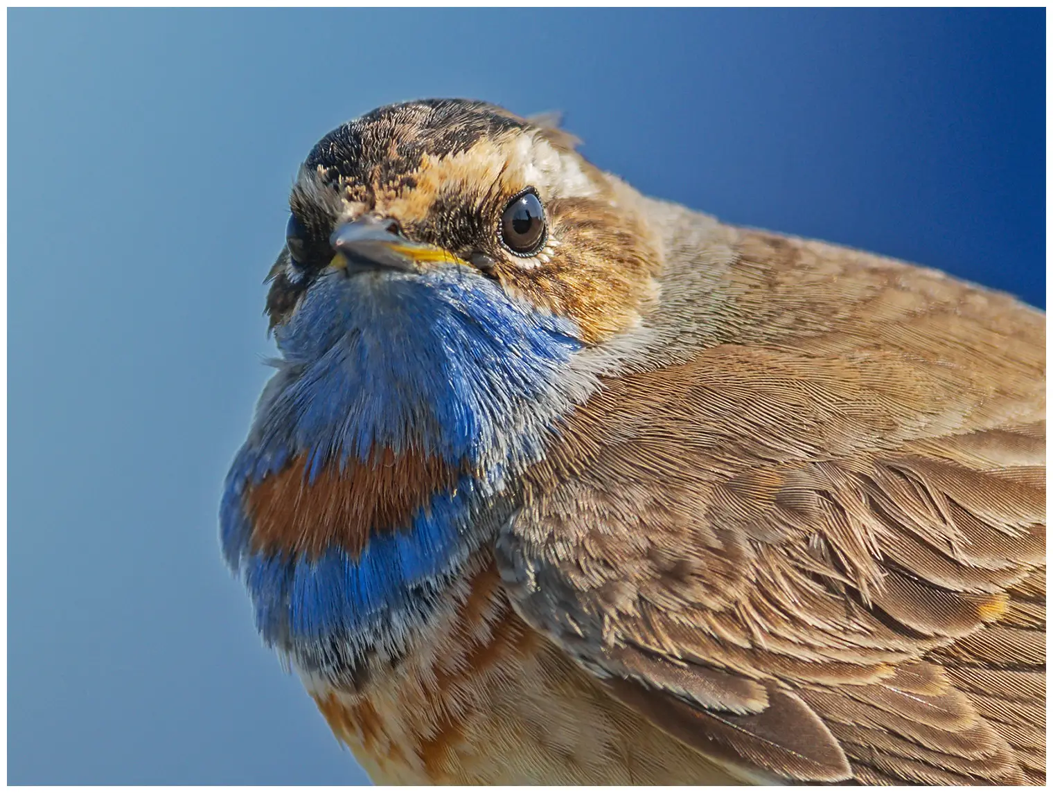 Gorgebleue