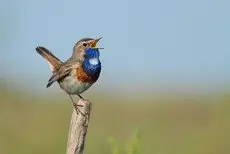 Gorgebleue