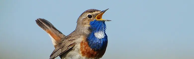 Gorgebleue. Chantant sur un poteau de clôture. Le bec est ouvert et sur la poitrine il y a une zone bleue avec une tache blanche.