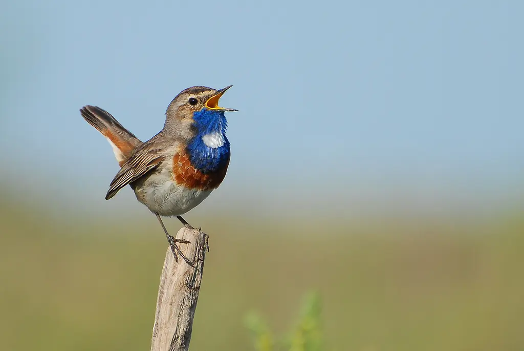 Gorgebleue. Chantant sur un poteau de clôture. Le bec est ouvert et sur la poitrine il y a une zone bleue avec une tache blanche.