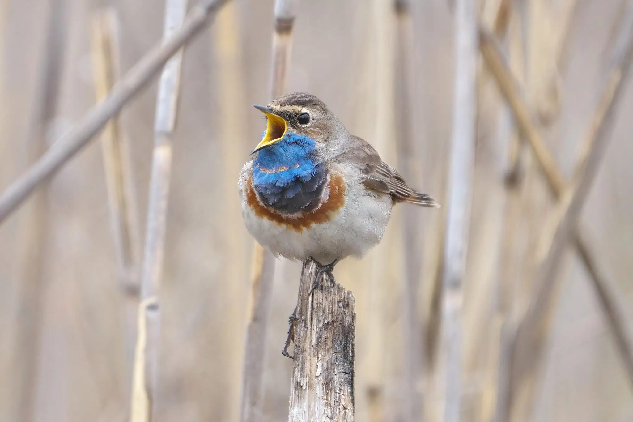 Gorgebleue