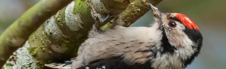 Pic épeichette. Assis sur le dessous d'une branche. Capuchon rouge distinctif (mâle).