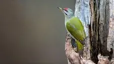 Pic cendré