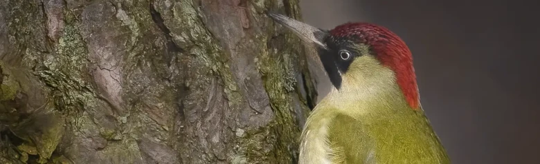 Pic vert. Vu ici sur un tronc d'arbre. Dos et ailes verts, crâne et cou rouges et zone noire autour des yeux.