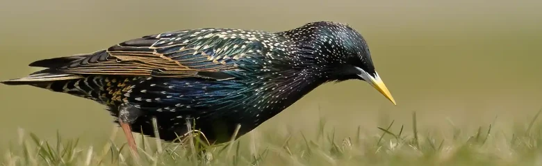 Étourneau sansonnet. Ici à la recherche de nourriture dans une prairie. Le plumage présente des reflets métalliques bleu-vert et violet. Bec jaune en été.
