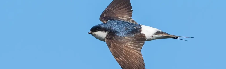 Hirondelle de fenêtre. Vu ici en vol. Le fond est bleu ciel. Le dessous est blanc et le dessus du croupion est blanc. Le dos est bleu-noir, les ailes sont brun foncé.