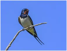 Hirondelle rustique