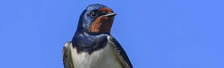 Hirondelle rustique. Assis sur une brindille. Parties supérieures bleu-noir métallisé, front et gorge rouge rouille. Plumes extérieures de la queue allongées.