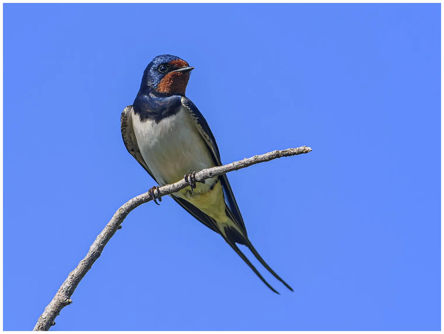 Hirondelle rustique. Assis sur une brindille. Parties supérieures bleu-noir métallisé, front et gorge rouge rouille. Plumes extérieures de la queue allongées.