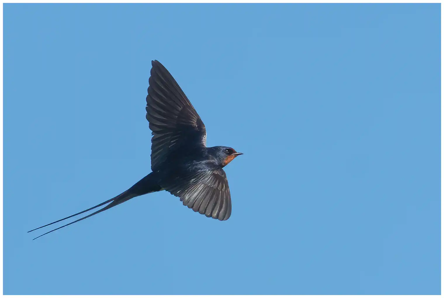 Hirondelle rustique