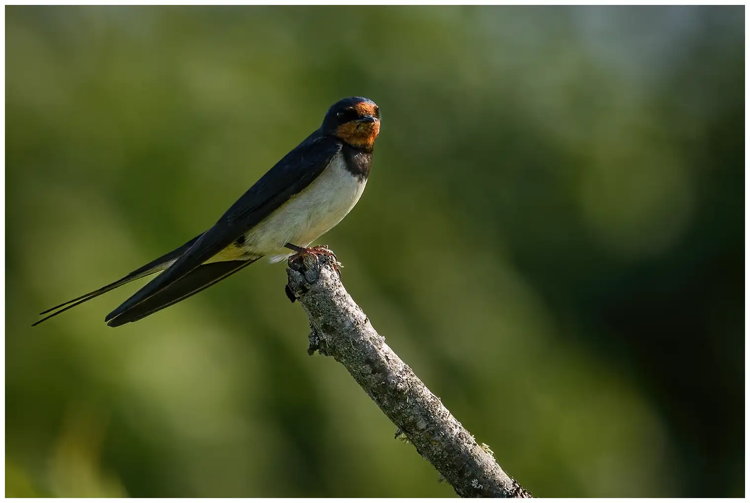 Hirondelle rustique