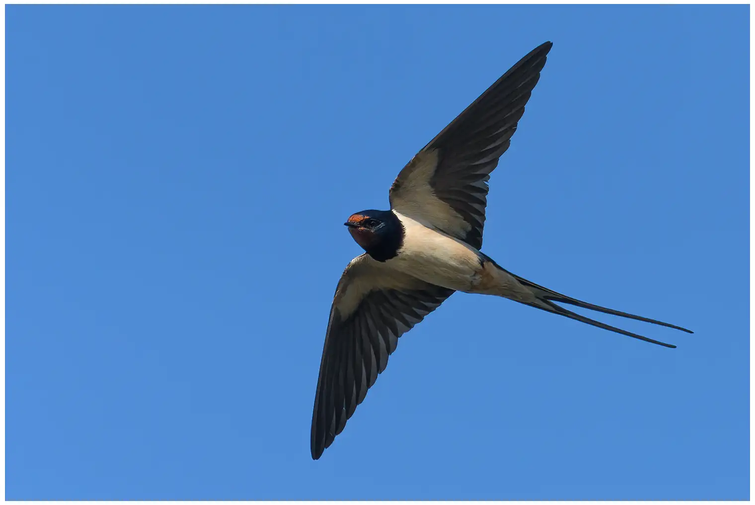Hirondelle rustique