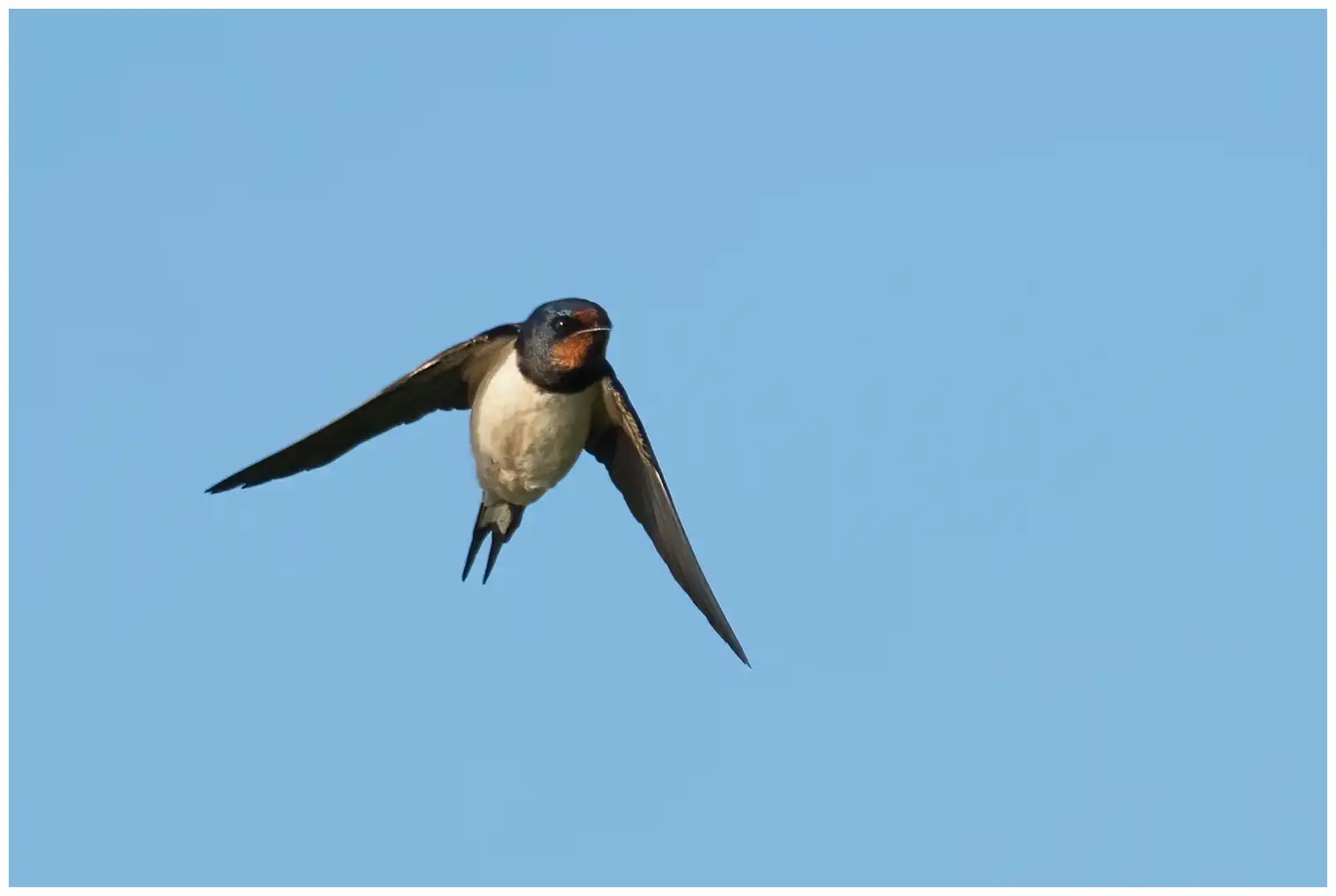 Hirondelle rustique