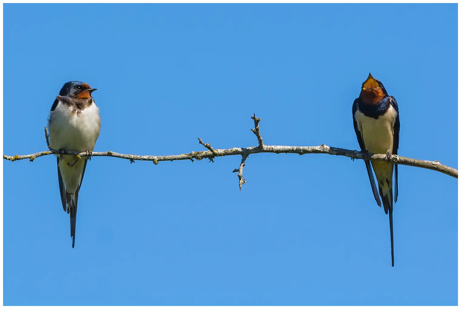 Hirondelle rustique